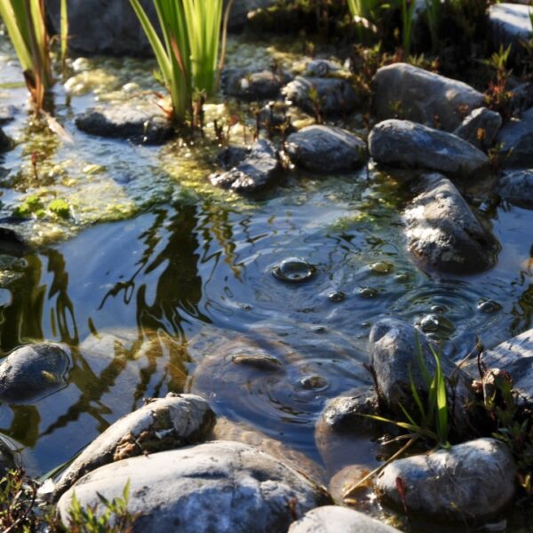 piscine naturelle